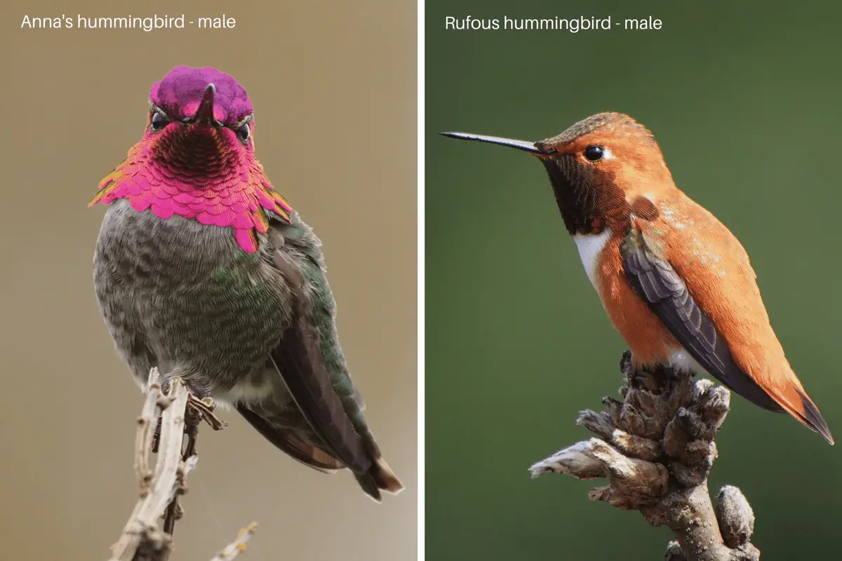 Anna's and Rufous hummingbirds - male