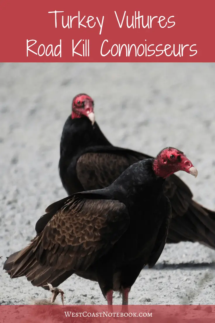 Turkey Vultures Road Kill Connoisseurs