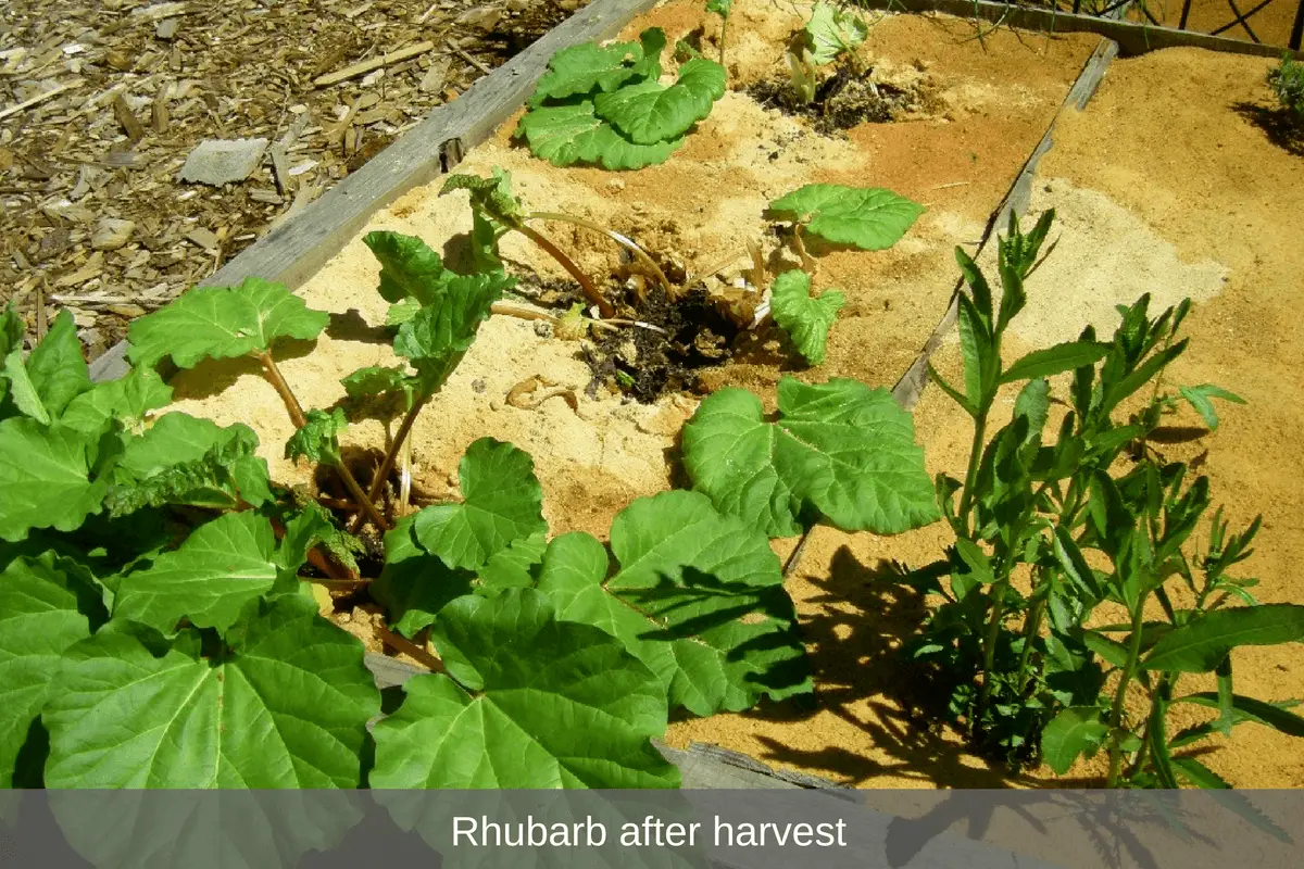 rhubarb after harvest