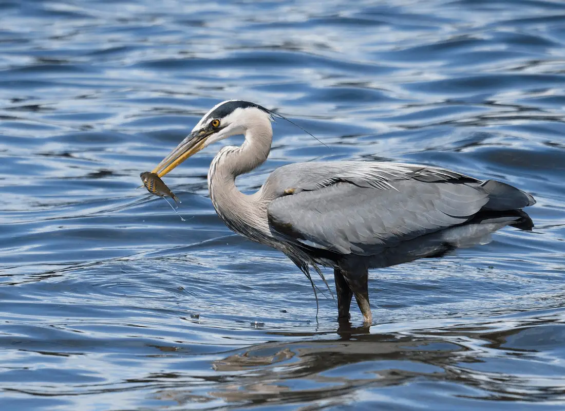 heron with shiner perch