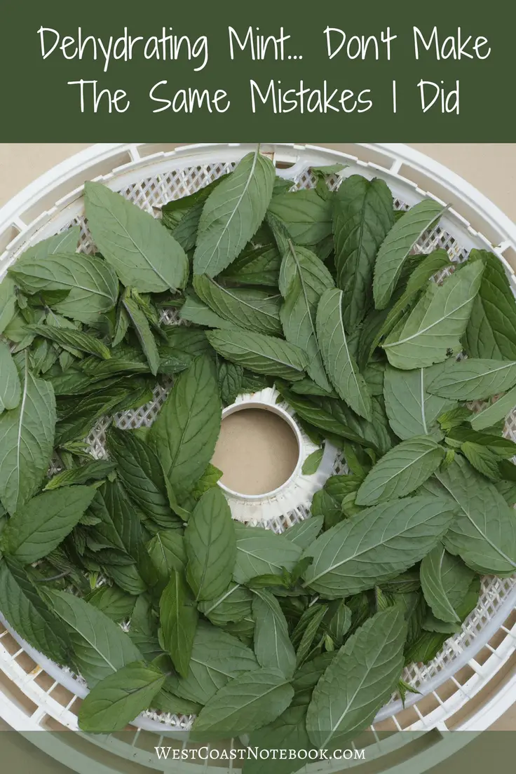 Dehydrating Mint. Don't Make The Same Mistakes I Did