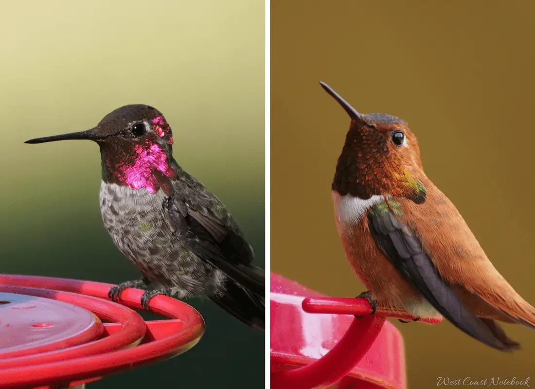 Anna's and Rufous hummingbirds at feeder