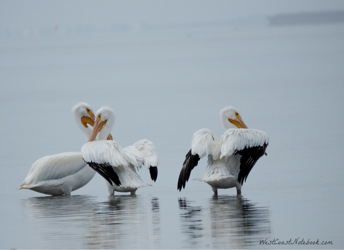 American White Pelicans at dusk
