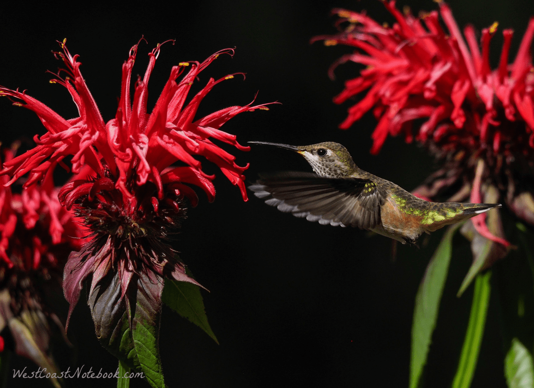 Rufous hummingbird on bee balm