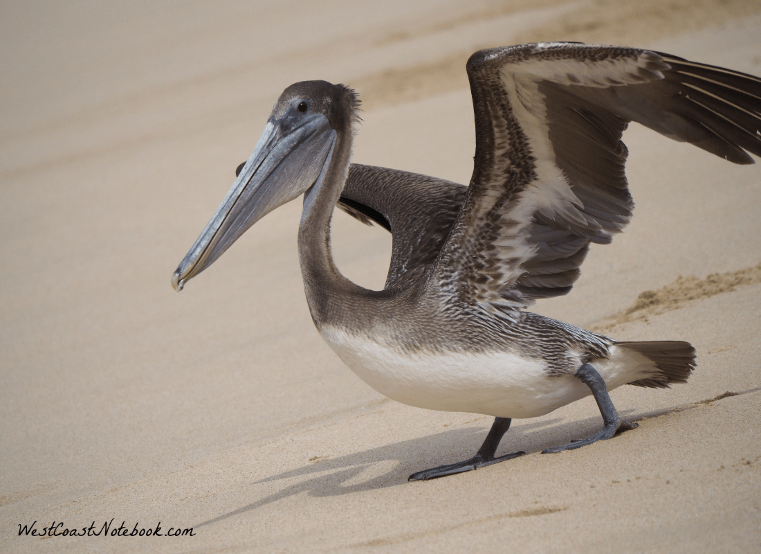 brown pelican ready for take off