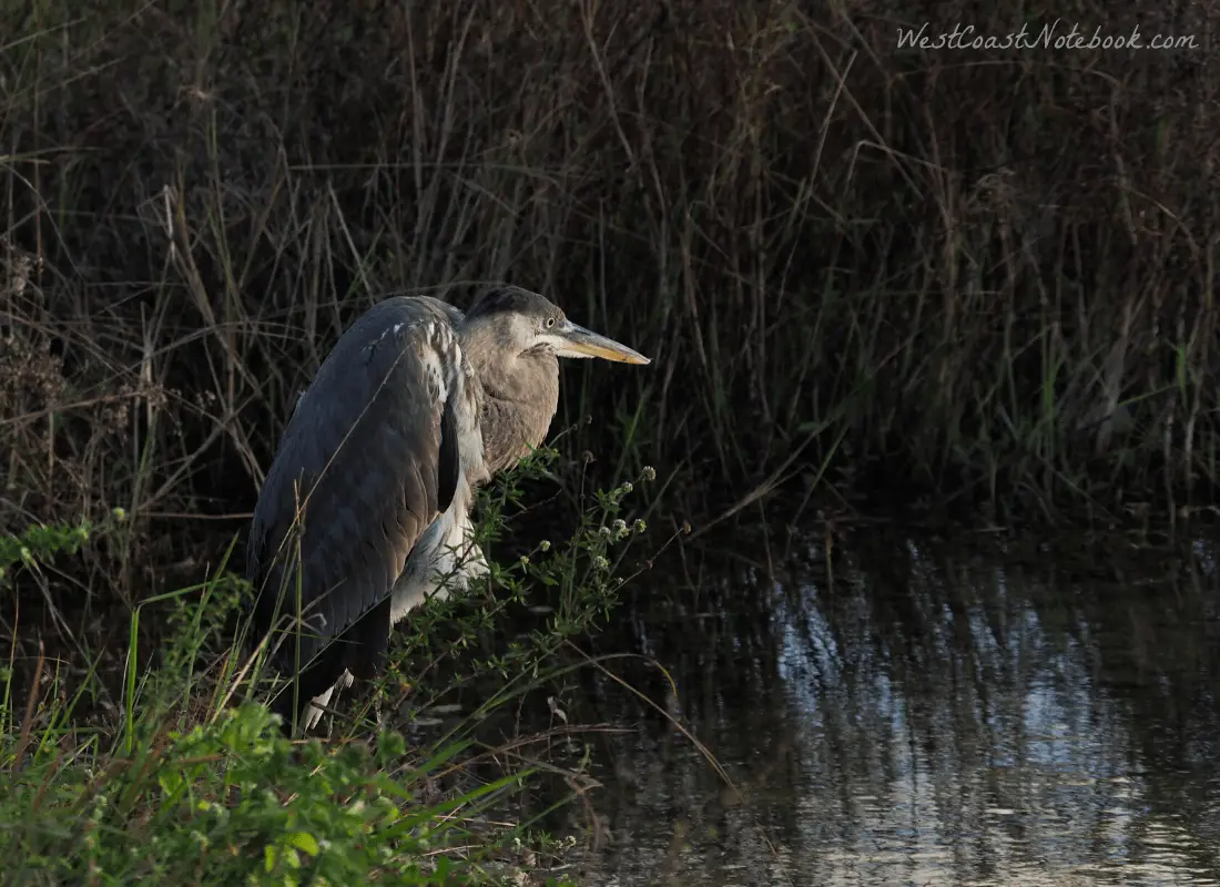 Great-blue heron intent on fishing