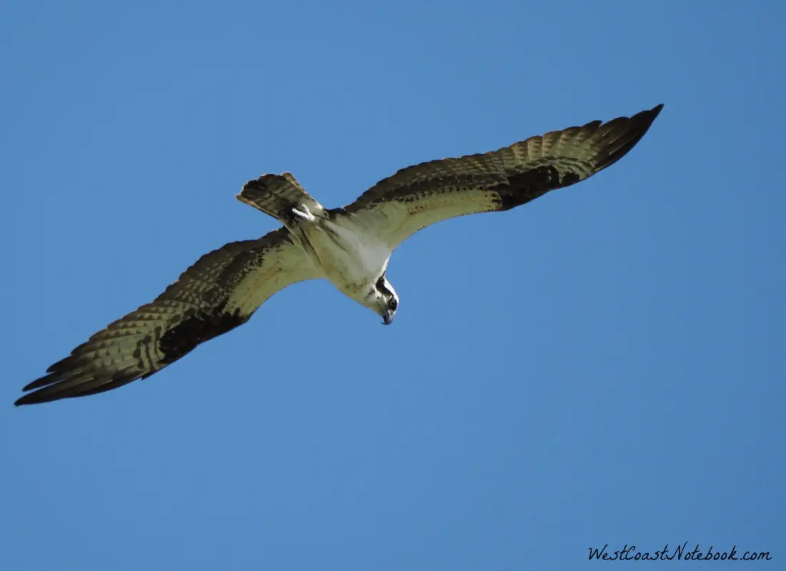 Osprey hovering looking for prey